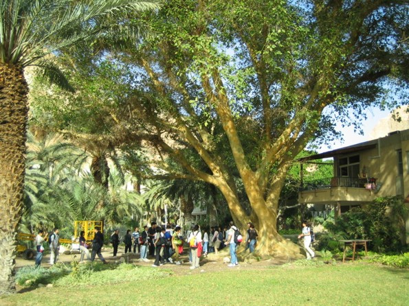 Sycamore Tree