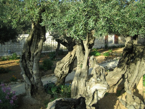 Olive Trees