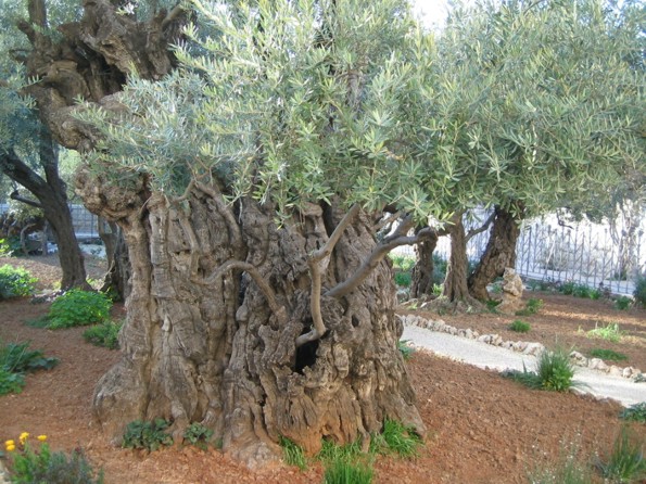 Olive Trees